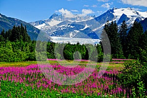 Mendenhall Glacier view with Fireweed