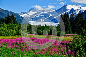 Mendenhall Glacier view with Fireweed photo