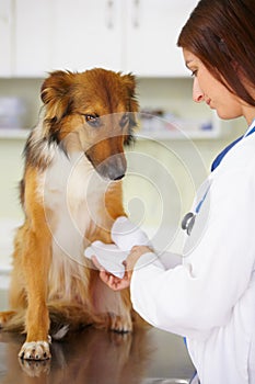 Mending a broken leg. a vet bandaging up a collies paw.