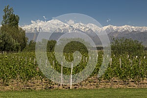 Mendoza