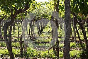 Mendoza Vines detail, Lujan de Cuyo