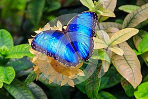 Menelaus blue morpho butterfly (Morpho menelaus) on flower