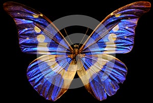 Menelaus Blue Morpho Butterfly photo