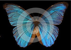 Menelaus Blue Morpho Butterfly photo