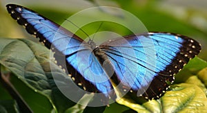 Menelaus Blue Morpho Butterfly photo