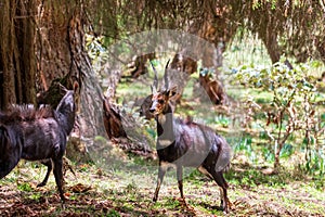 Menelik Bushbuck (Tragelaphus scriptus menelik), Bale Mountain, Ethiopia, Africa safari wildlife