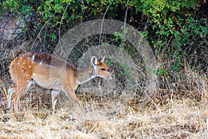 Menelik bushbuck (Tragelaphus scriptus meneliki), Ethiopia, Africa wilderness