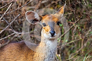 Menelik bushbuck (Tragelaphus scriptus meneliki), Ethiopia, Africa wilderness photo