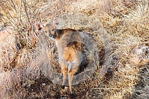 Menelik bushbuck (Tragelaphus scriptus meneliki), Ethiopia, Africa wilderness photo