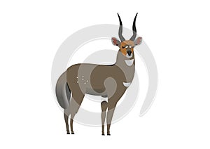 Meneliks Bushbuck, Tragelaphus seriptus meneliki