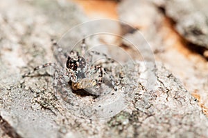 Menemerus bivittatus Jumping spider