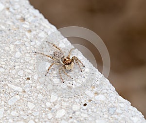 Menemerus Semilimbatus Jumping Spider on Wall in Spain