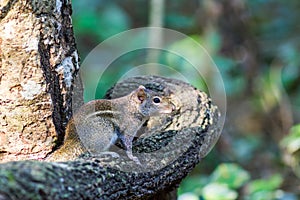 Menetes berdmorei on branch