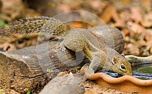 Menetes berdmorei drink water