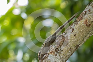 Menetes berdmorei Squirrel