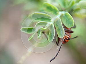 Mengintai di balik daun photo