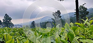 Mengintip dari bawah