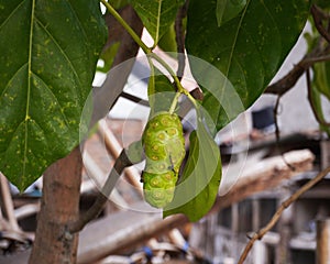 mengkudu fruit