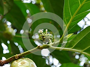 Mengkudu (Morinda citrifolia) flower buds