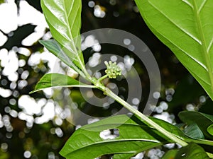 Mengkudu (Morinda citrifolia) flower buds at the beginning of the growth period