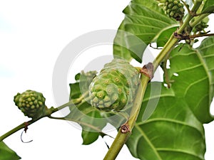 Mengkudu or noni fruits or morinda citrifolia