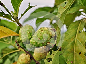 Mengkudu or noni fruits or morinda citrifolia