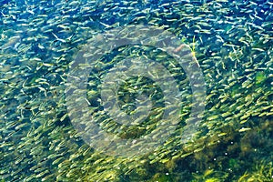 Menhaden Pogy Fish Swarm Padanaram Harbor Dartmouth Massachusetts