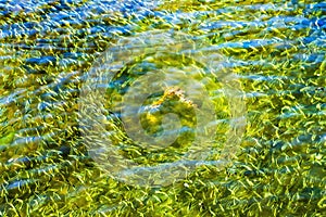 Menhaden Pogy Fish Swarm Padanaram Harbor Dartmouth Massachusetts