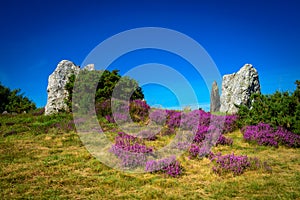 Menhirs and purple flower typical of Breton heather