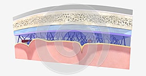 The meningeal layers are three protective membranes the cover th