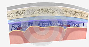 The meningeal layers are three protective membranes the cover th