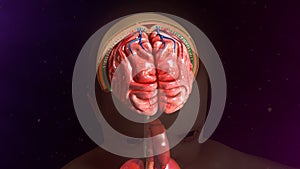 Meninges