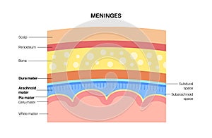 Meninges anatomy diagram