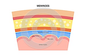 Meninges anatomy diagram