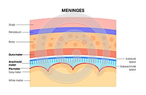 Meninges anatomy diagram