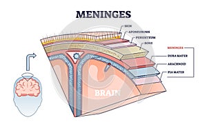 Meninges as central brain part structure or under skin layers outline diagram photo