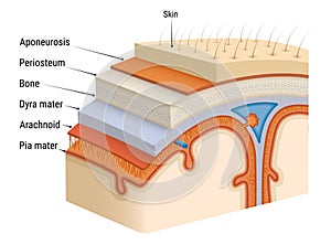 Meninges of the brain