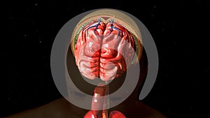 Meninges and brain