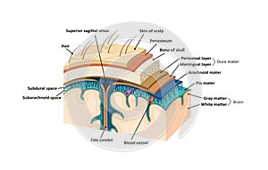 Meninges. Human brain