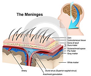 Meninges medical 3d  illustration on white background photo