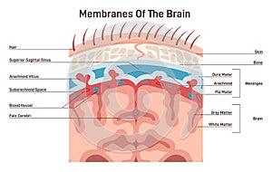 Meninges structure. Protective membranes covering the brain, dura