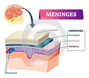 Meninges vector illustration. Labeled anatomy educational head layer scheme