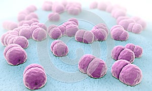 Meningitis pathogens called menigococcus