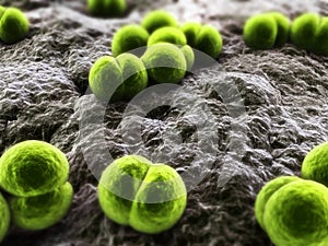 Meningococcus