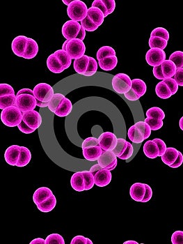 Meningococcus