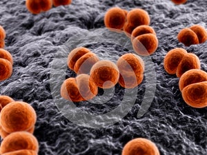 Meningococcus
