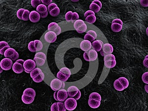 Meningococcus