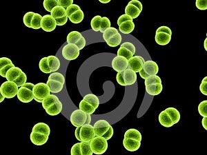 Meningococcus