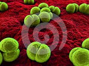 Meningococcus