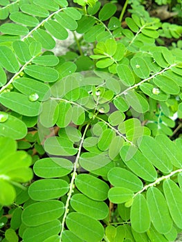 Meniran leaves have small oval leaves, behind the leaves there are small round seeds photo